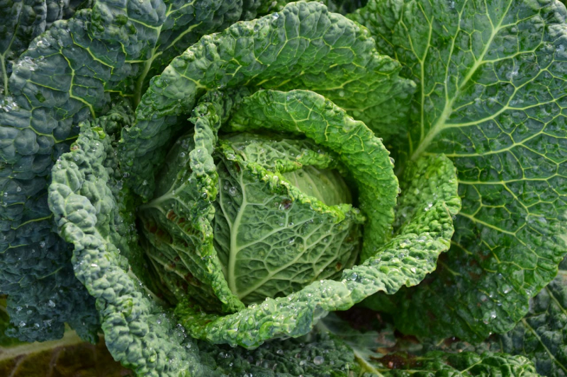 Vitamini za zdravlje ociju